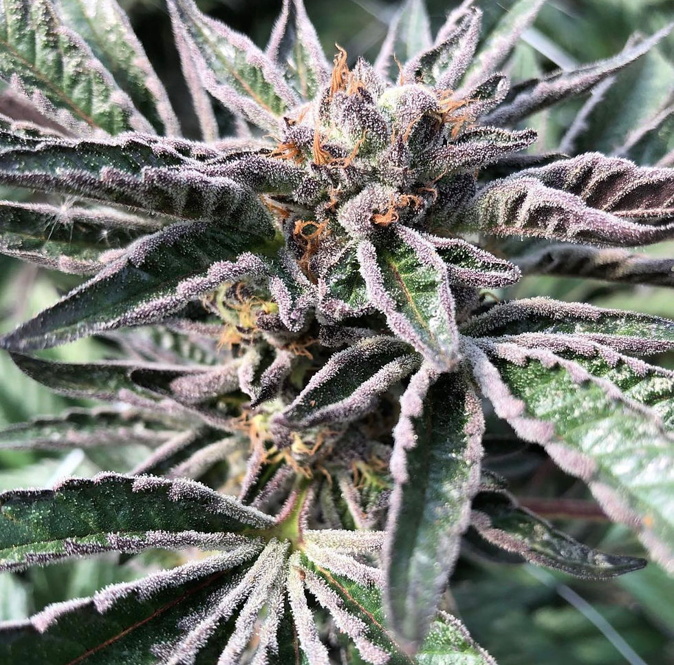 Thumbnail: OG Cookies