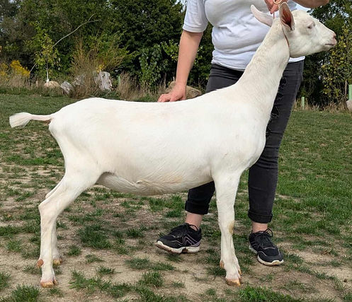 Rosalina- Sannen Jr.jpg