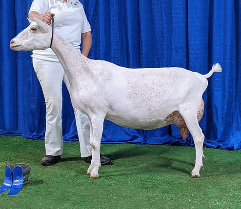 Promised Farm FI Rani2.