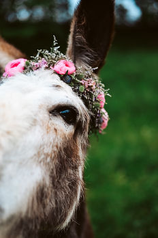 donkey-cuteness-mini-session-photography-portrait-c-haugen-photography-new-prague-mn-photo