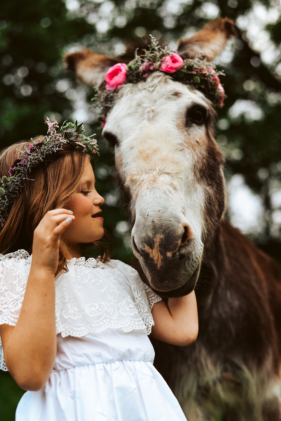 donkey-cuteness-mini-session-photography-portrait-c-haugen-photography-new-prague-mn-photographer.jp