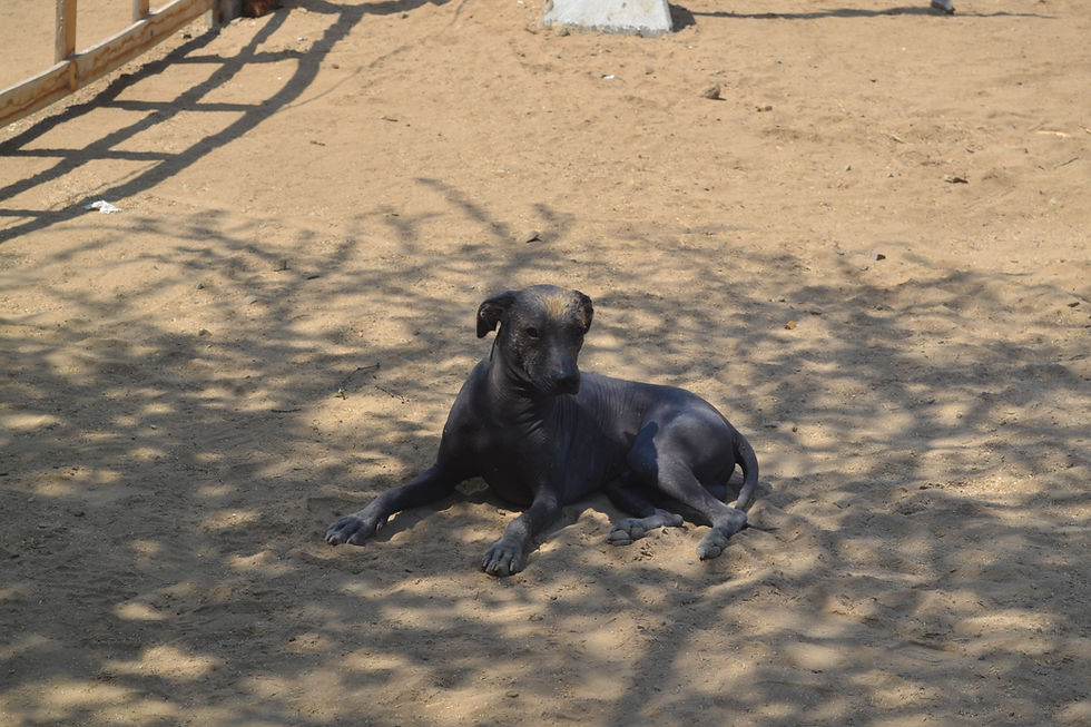 Cão Peruano