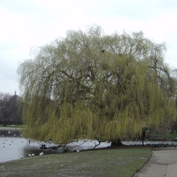 OS PARQUES REAIS DE LONDRES