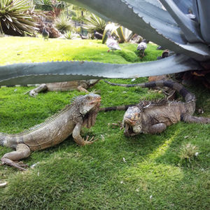PRAÇA DAS IGUANAS EM GUAYAQUIL