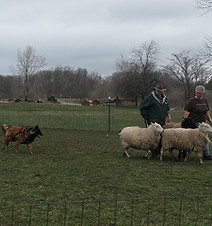 moon herding.jpg