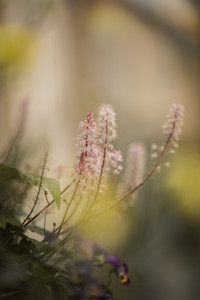 Draisinentour - Detailaufnahme von Blüten