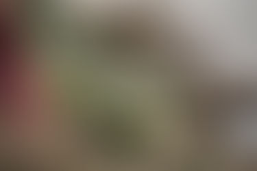 Bärlauch - die Bärlauchpflanze im Portrait
