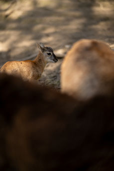 Rheinböllen - Ein Mufflonbaby des Tierparks
