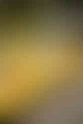 Draisinentour - Draisinen stehen bereit auf der Strecke