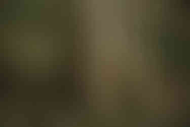 Bärlauch - Baumstämme als Gruppenbild