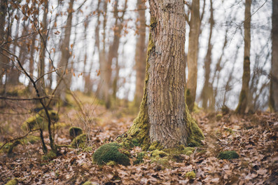Waldspaziergang - Baumstamm