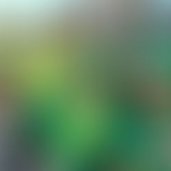 Neighborhood Stars: Aloha Vintage Base Ball Association steps up to the plate