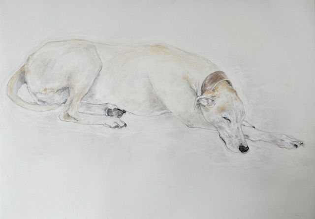 Greyhound