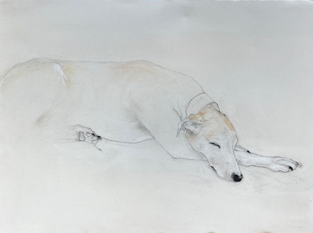 Greyhound