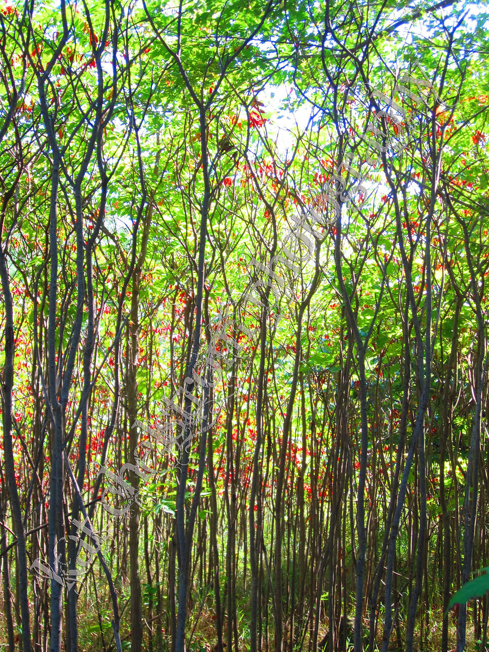 Through the Woods