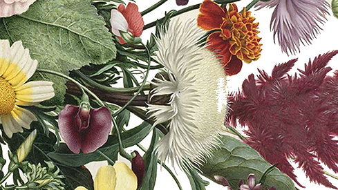achtergrond-bloemen2.png
