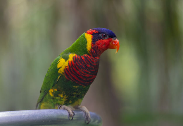 Ornate Lorikeet