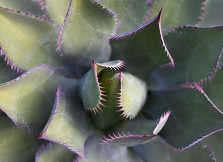 Reaching Jaws