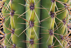 Curling Needles