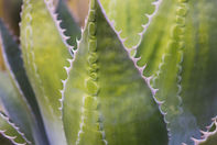 Spiny