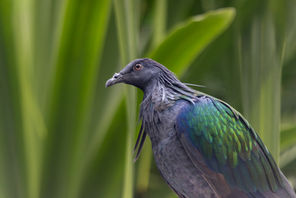 Nicobar Pigeon