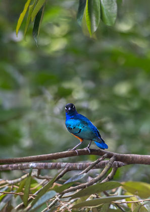 Superb Starling