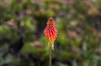 Lone Bloom
