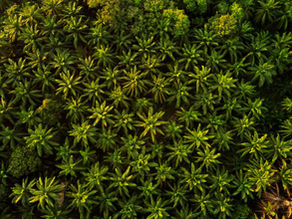 How to be Eco-Conscious