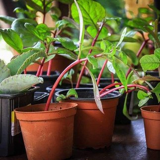 des plants d'épinards sur une table 
