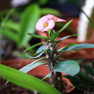 plante : épine du Christ 