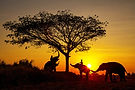 Surin-Ban-Nong-Bua-Elephant-Village-(หมู่บ้านช้างบ้านหนองบัว)-202998OX[P].jpg