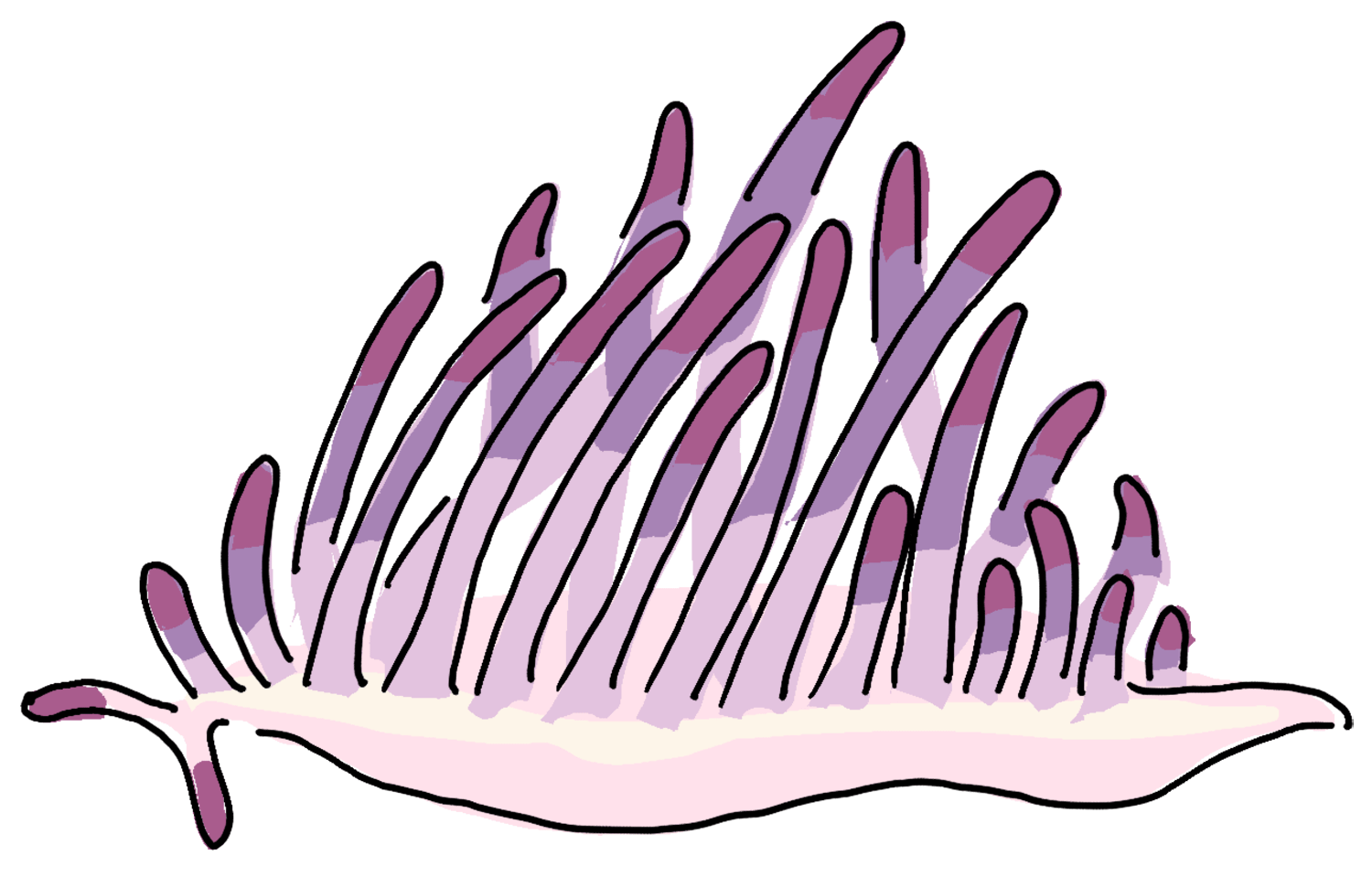 Flabellina-rubrolineata.png
