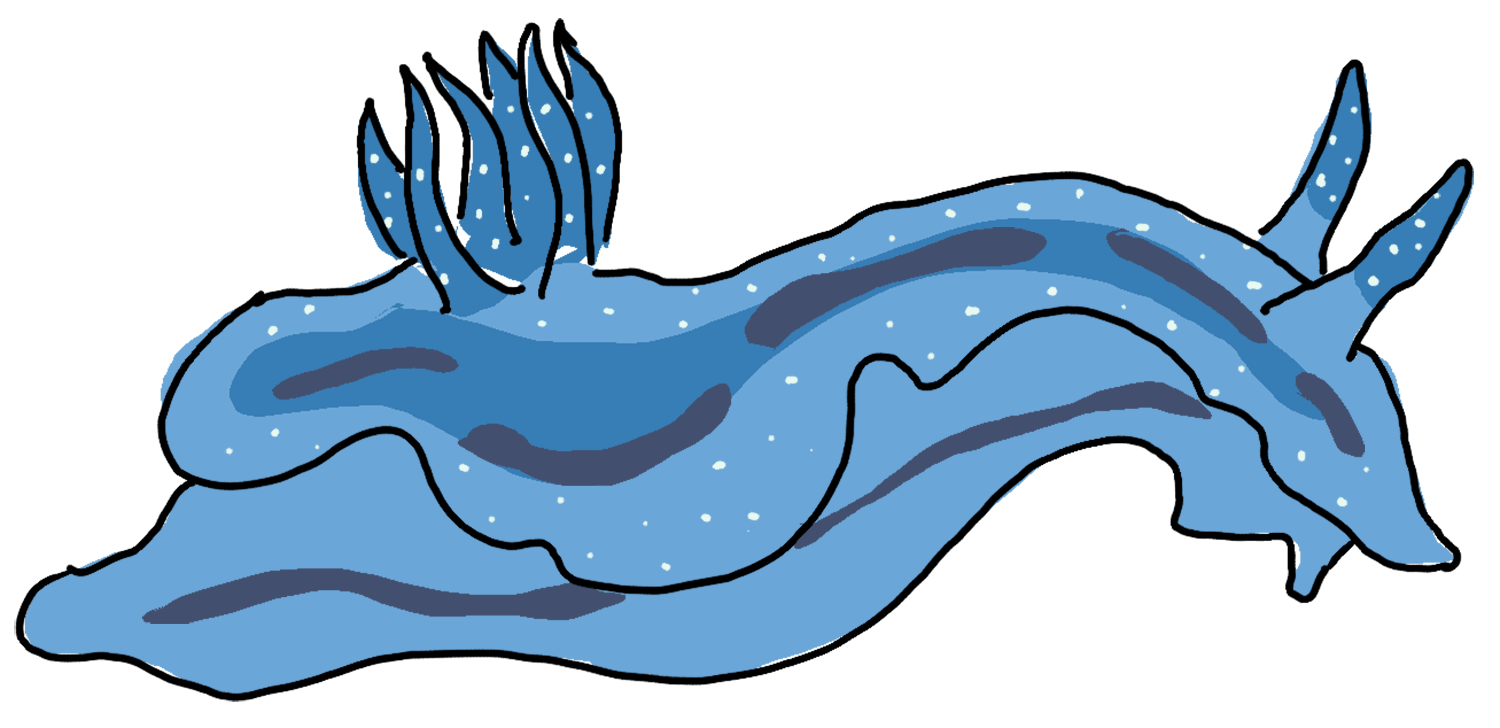 _chromodoris-willani.png