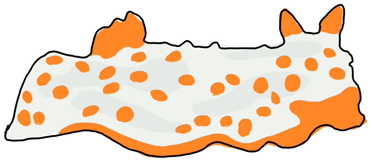 Gymnodoris-impudica.png