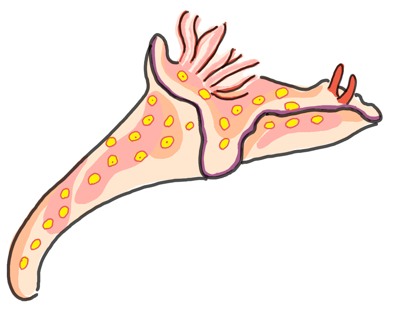 Ceratosoma-trilobatum.png