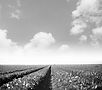 bw-fields.jpg