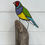 Thumbnail: Gouldian Finch on Driftwood - Stained Glass - original & unique