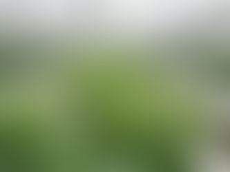 Navigating Due Diligence in the Cannabis Industry
