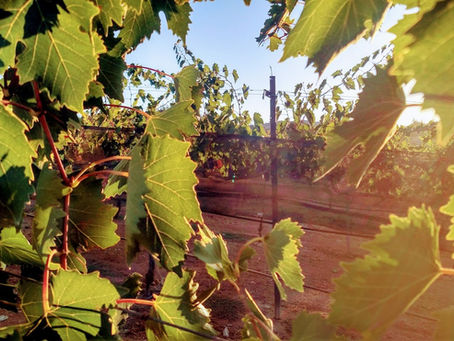 Sipping Sustainability: Earth Day at Vineyard Grant James