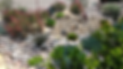 Drought Tolerance (3).png