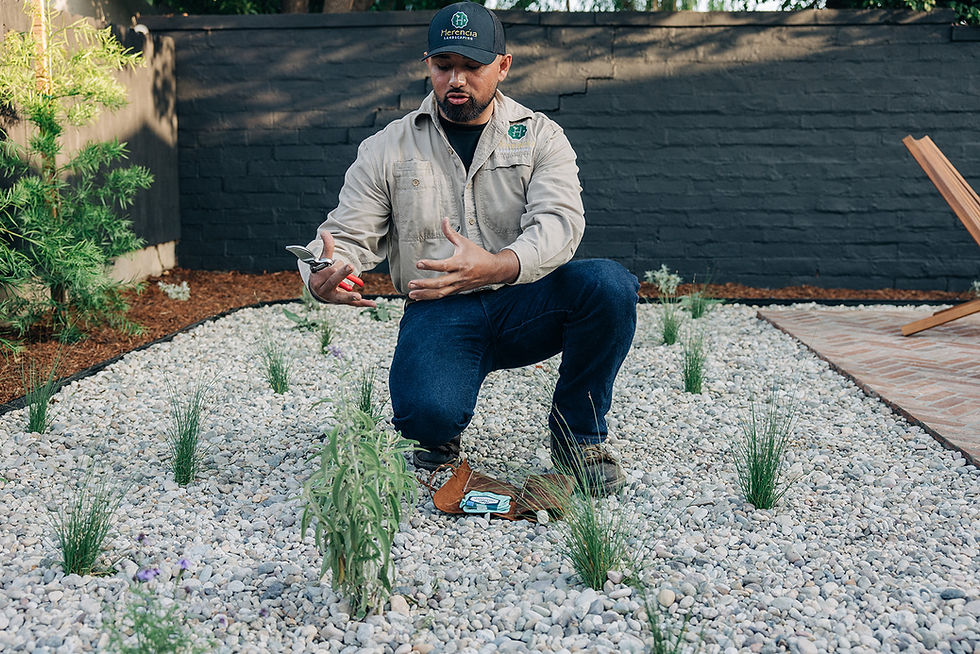 Planting native pants in backyard