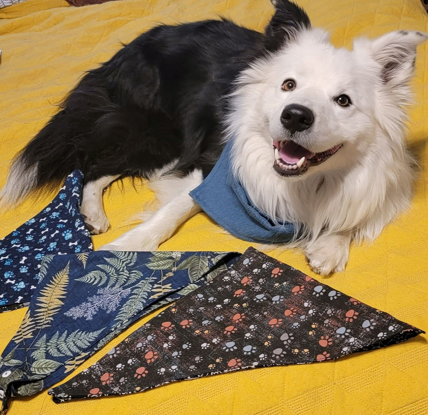 Bucky's Bandana