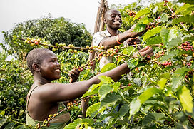rwenzori uganda.jpg