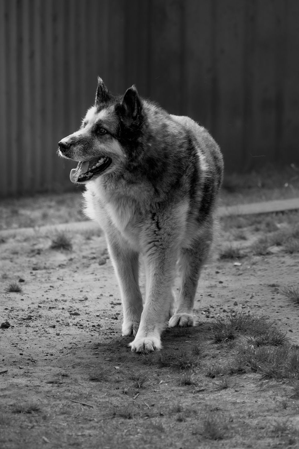 DS4_0686