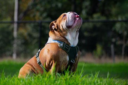 Bulldog Adventures