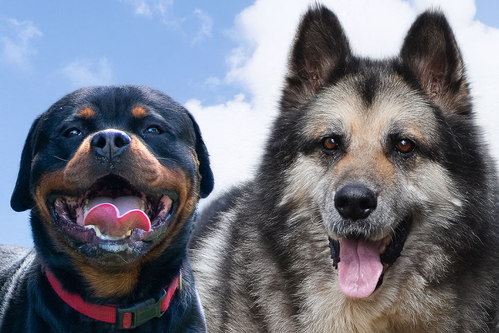 Zeus and Duke PS Clouds 4x6