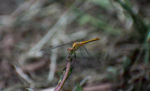 DS4_0305.jpg