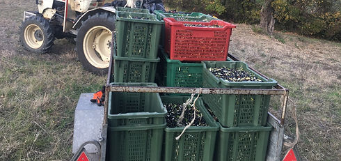 Azienda agricola Ceresetto