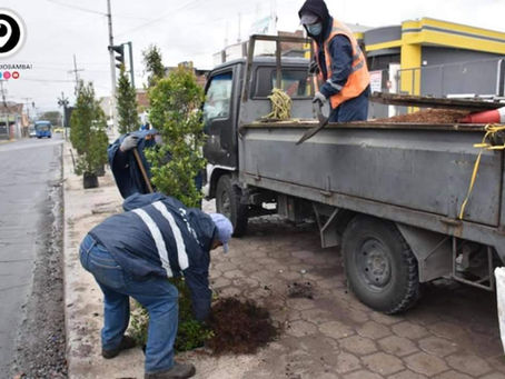 MUNICIPIO DE RIOBAMBA CONTINÚA LA PLANTACIÓN DE ÁRBOLES EN DIFERENTES CALLES Y AVENIDAS DE LA CIUDAD