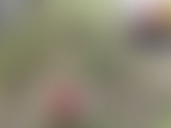 EL CUERPO DE BOMBEROS RIOBAMBA RESCATARON A UNA MASCOTA EN SANTA BÁRBARA DE PUNÍN